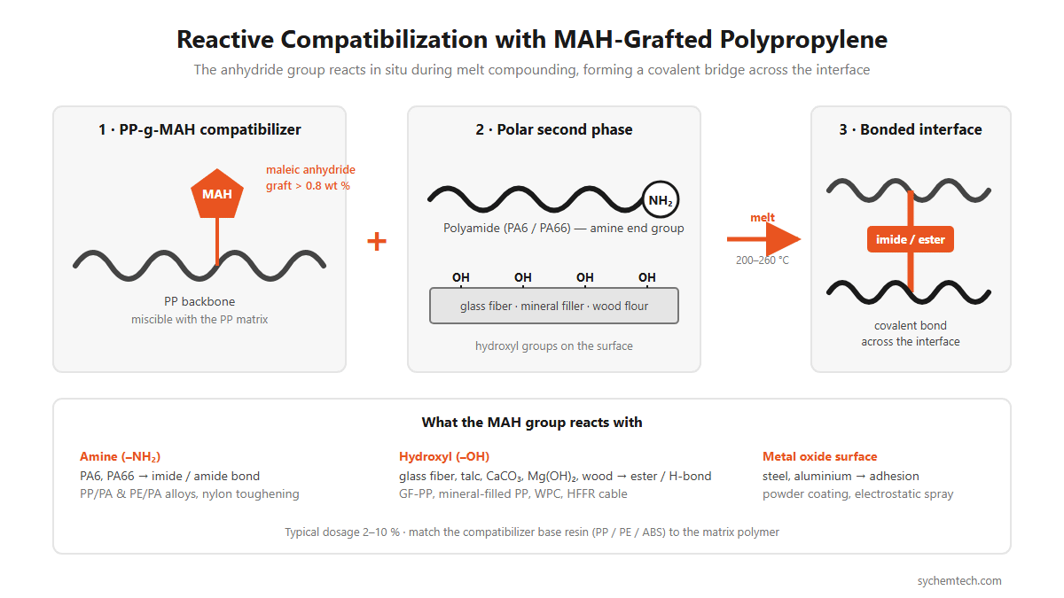 Reactive compatibilization mechanism of MAH-grafted polypropylene bonding to polyamide amine groups and glass fiber hydroxyl groups